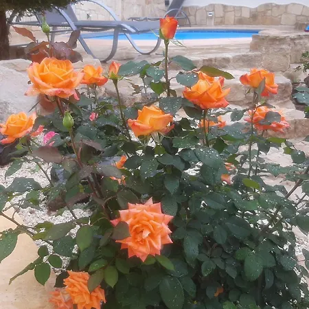 Holiday: Seafront Retreat With Pool In Paphos * Peyia